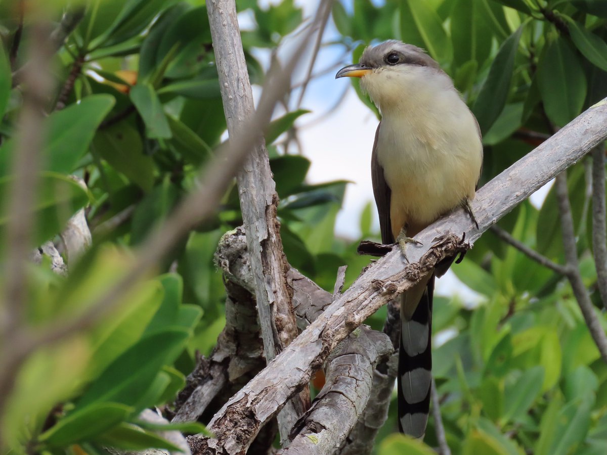 Mangrove cuckoos are pretty hardcore 🤘

When this species catches large prey, they often will tenderize it on tree branches. Otherwise they can be found sitting still for long periods of time. 

📷: Kevin Christman | SPAS 2022 calendar photo contest entry