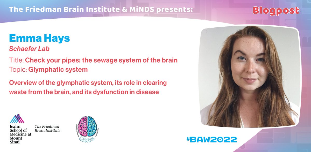 SinaiBrain's tweet image. YOUR #BRAIN is full of trash..Not literally!..More like the debris from dead cells & broken-down #proteins. So how does your body clear it out so that your brain doesn’t look like a NYC sidewalk? READ @emmahaysneuro's #BrainBlog to FIND OUT👉mindatsinai.com/mindsblog/chec… @lab_schaefer