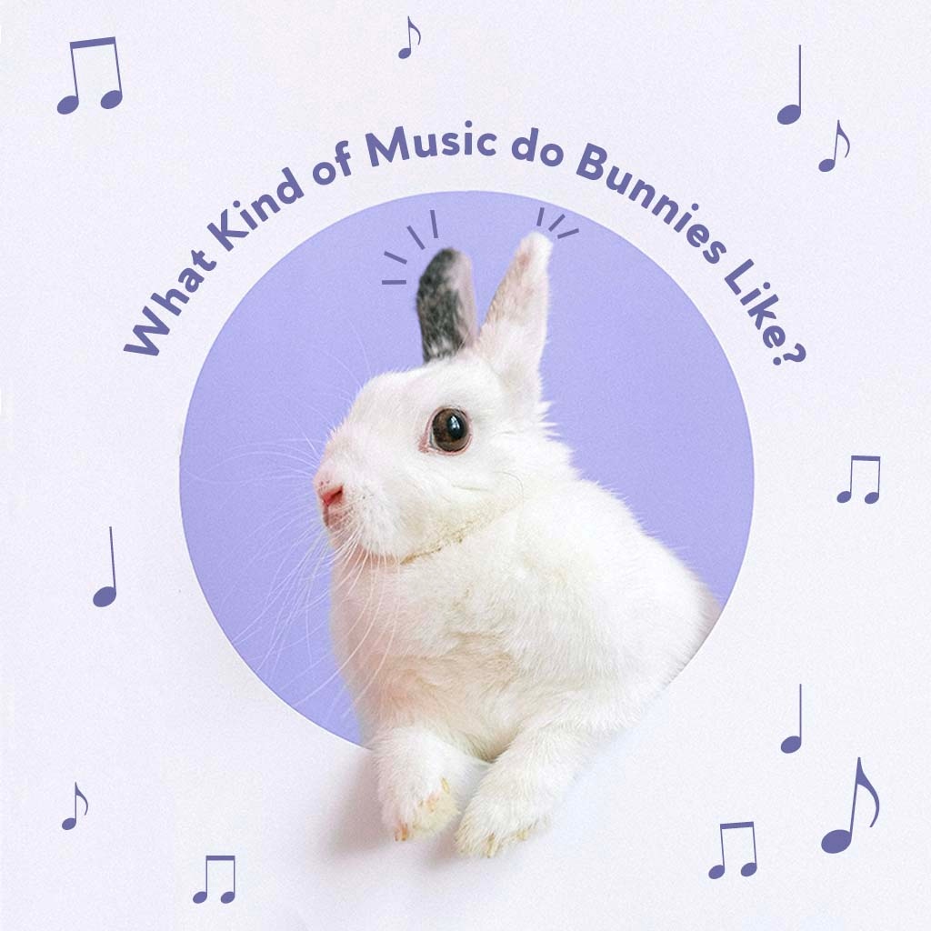 HiYouthSymphony's tweet photo. Hip 🐰 hop 🐰 and this musical bunny is ready for spring! What will your go-to genre for the season be?

#musicalanimals #musicjokes #musicpuns #springtime #spring #musiclover #musiclove #loveformusic  #makemusic #ilovemusic #lovemusic #musicinspiration #bunny #bunnies #jokes https://t.co/Jv1hsuSwYx