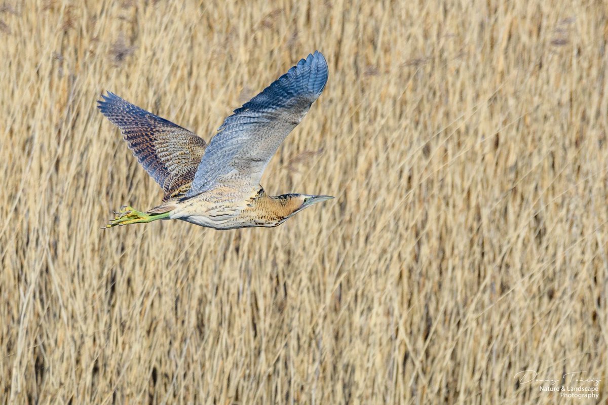 DannyTaheij's tweet photo. Vanmorgen kwam de roerdomp voorbij gevlogen, over de zomertaling weer het riet in gedoken, wauw, was weer een mooi moment op #debanken #westland @Bezoek_westland @GemWestland @NPHollandsduin @ZHLandschap #nikon #nikonnl #naturefirst #dezeekust #natuurfotografie @vogelnieuws https://t.co/dnC1VZP2tW