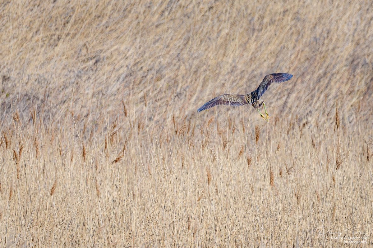 DannyTaheij's tweet photo. Vanmorgen kwam de roerdomp voorbij gevlogen, over de zomertaling weer het riet in gedoken, wauw, was weer een mooi moment op #debanken #westland @Bezoek_westland @GemWestland @NPHollandsduin @ZHLandschap #nikon #nikonnl #naturefirst #dezeekust #natuurfotografie @vogelnieuws https://t.co/dnC1VZP2tW