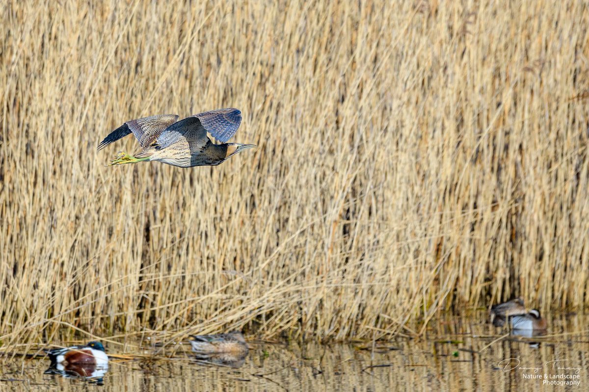 DannyTaheij's tweet photo. Vanmorgen kwam de roerdomp voorbij gevlogen, over de zomertaling weer het riet in gedoken, wauw, was weer een mooi moment op #debanken #westland @Bezoek_westland @GemWestland @NPHollandsduin @ZHLandschap #nikon #nikonnl #naturefirst #dezeekust #natuurfotografie @vogelnieuws https://t.co/dnC1VZP2tW