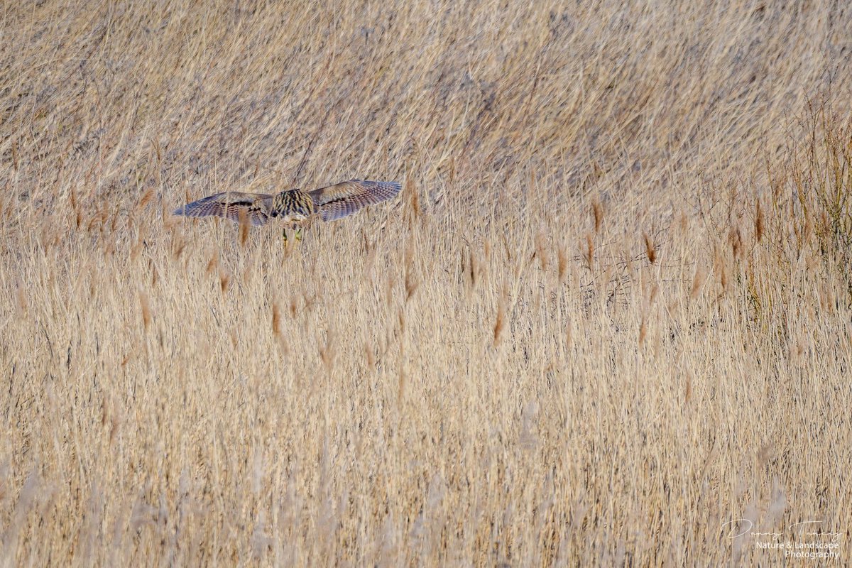 DannyTaheij's tweet photo. Vanmorgen kwam de roerdomp voorbij gevlogen, over de zomertaling weer het riet in gedoken, wauw, was weer een mooi moment op #debanken #westland @Bezoek_westland @GemWestland @NPHollandsduin @ZHLandschap #nikon #nikonnl #naturefirst #dezeekust #natuurfotografie @vogelnieuws https://t.co/dnC1VZP2tW