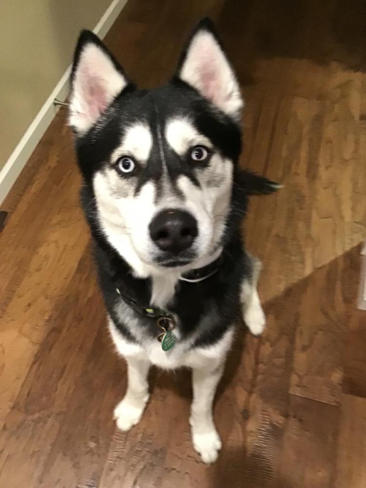 Lost Dog alert in Blanchard, IA. Lost Black/White Siberian Husky on 3/9. 19 month old black &amp; white male Siberian Husky, ice blue eyes with brown spot on left eye. Taken from our yard, collar found 8 miles from our house. Any info call 712-438-0428 or go 2 lostmydoggie.com/details.cfm?pe…