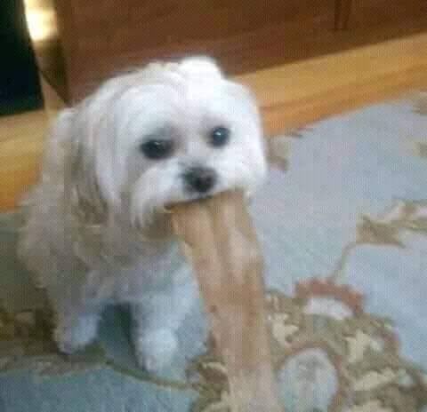 kinderdanni's tweet photo. Hilo de personajes de euphoria como perritos 🧵 https://t.co/9N8mpfKqWQ