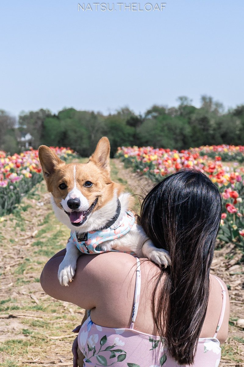 Spring is coming 😍

#dogsoftwitter #twitterdogcommunity #corgitwitter #corgicrew