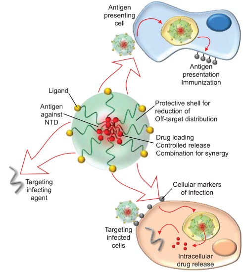 ToHealthEquity's tweet photo. Neglected tropical diseases are understudied and underfunded, despite the fact that they afflict 1/6 of the world’s population. Here are interesting perspectives on how nanomedicines can be used to treat them
https://t.co/KsWMi1ZBJt https://t.co/qffzREYwIf