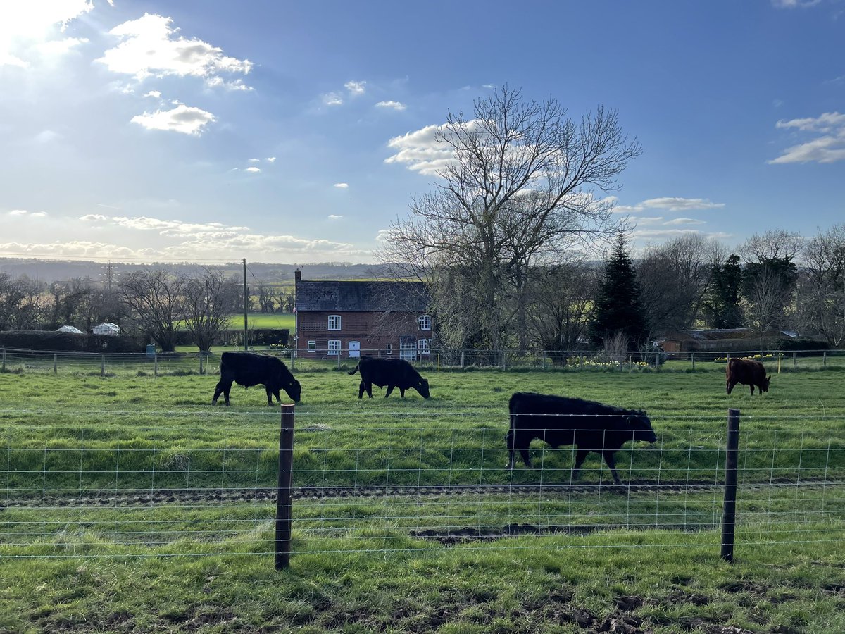 IanDHorsley's tweet photo. Great afternoon for wearing the bull calves. Fence line be weaning at 8-10.5 months old. Leaving the heifers on for natural weaning as all the cows are in calf and they're in good condition.
#nativeangus https://t.co/npm7DhBniW