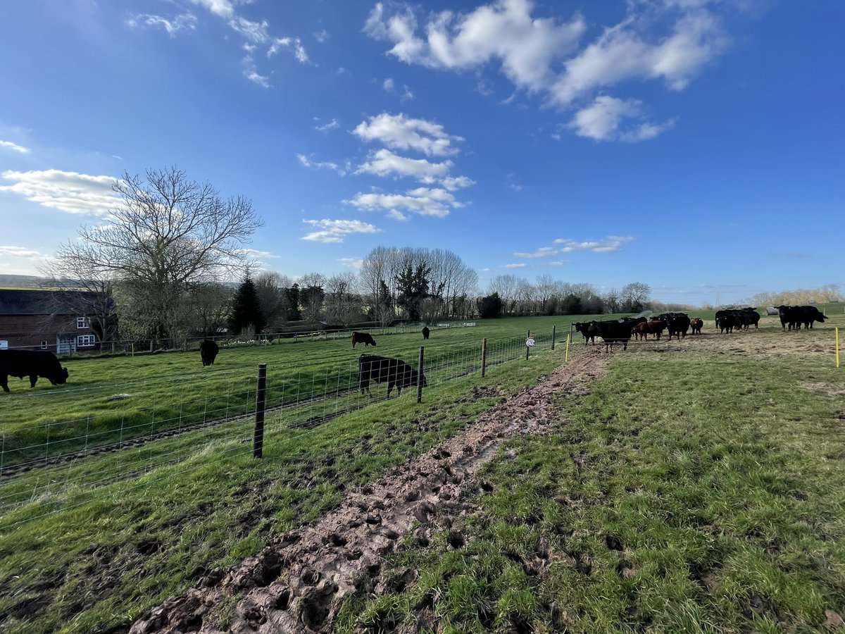 IanDHorsley's tweet photo. Great afternoon for wearing the bull calves. Fence line be weaning at 8-10.5 months old. Leaving the heifers on for natural weaning as all the cows are in calf and they're in good condition.
#nativeangus https://t.co/npm7DhBniW