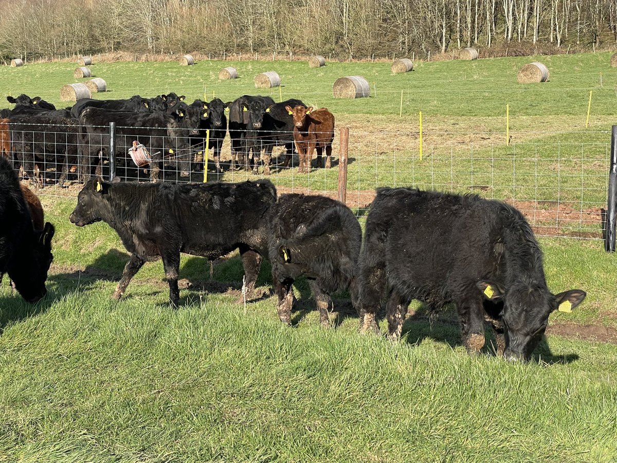 IanDHorsley's tweet photo. Great afternoon for wearing the bull calves. Fence line be weaning at 8-10.5 months old. Leaving the heifers on for natural weaning as all the cows are in calf and they're in good condition.
#nativeangus https://t.co/npm7DhBniW
