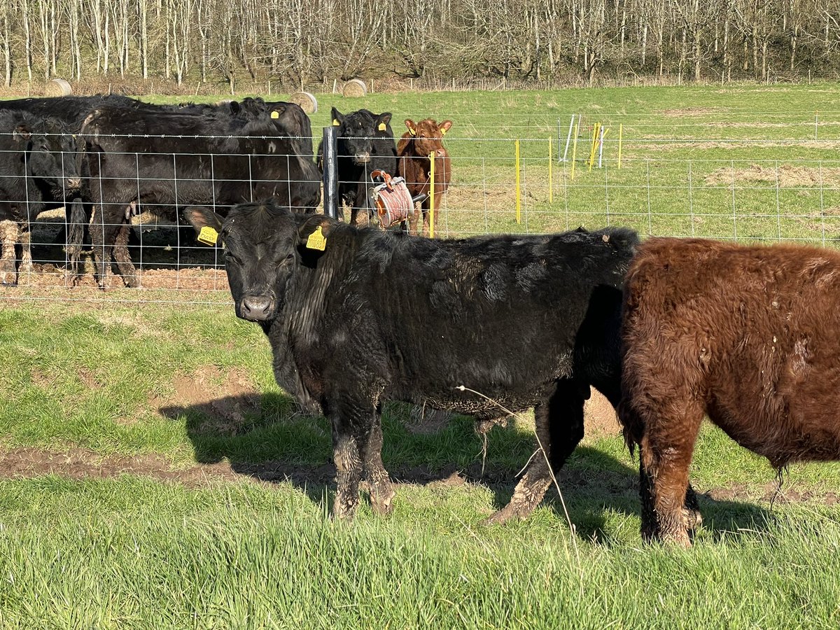 IanDHorsley's tweet photo. Great afternoon for wearing the bull calves. Fence line be weaning at 8-10.5 months old. Leaving the heifers on for natural weaning as all the cows are in calf and they're in good condition.
#nativeangus https://t.co/npm7DhBniW