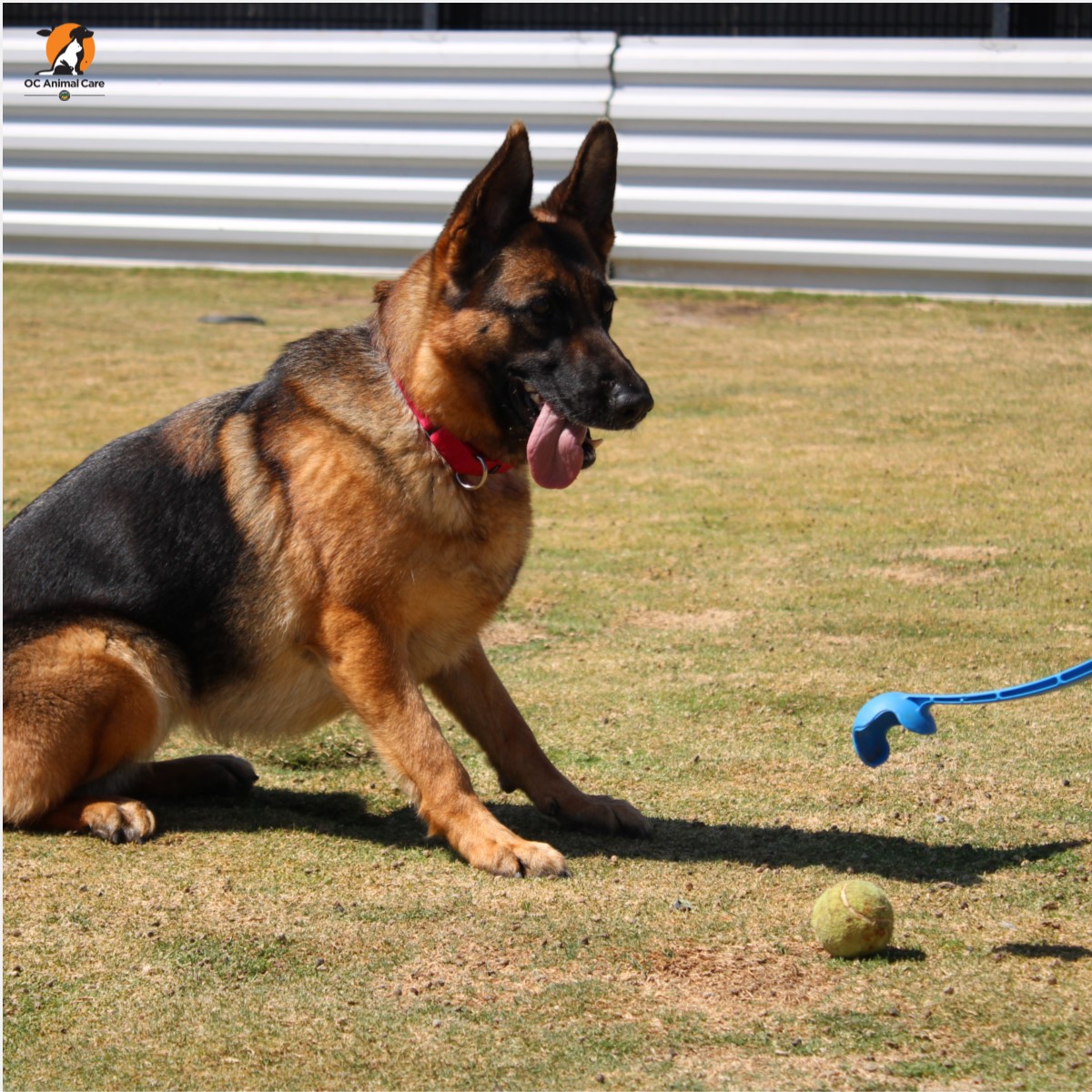 OCAnimalCare's tweet photo. It’s #FetchFriday! Gigi here is demonstrating the art of a great game of fetch! She says that you first have to sit nicely, then you get to run as fast as you can after the tennis ball and, finally, enjoy some time in the shade to chomp down on the tennis ball you just retrieved! https://t.co/Kv5SJ96NPl