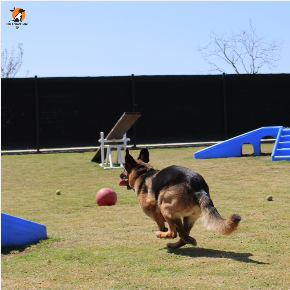 OCAnimalCare's tweet photo. It’s #FetchFriday! Gigi here is demonstrating the art of a great game of fetch! She says that you first have to sit nicely, then you get to run as fast as you can after the tennis ball and, finally, enjoy some time in the shade to chomp down on the tennis ball you just retrieved! https://t.co/Kv5SJ96NPl