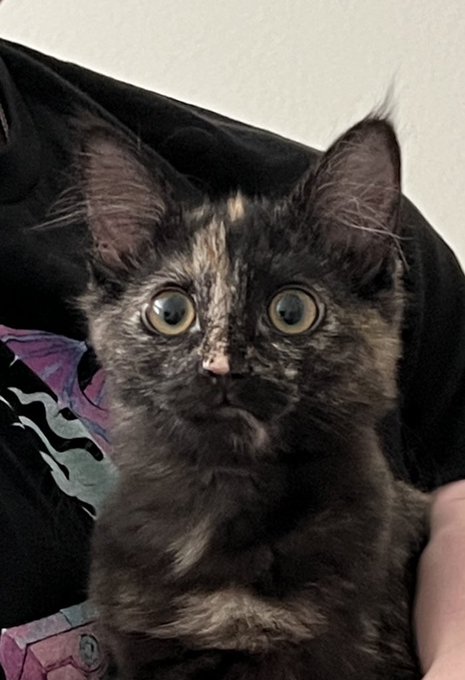 2 pic. I got Jiji a friend :) https://t.co/U7chsqnfA5