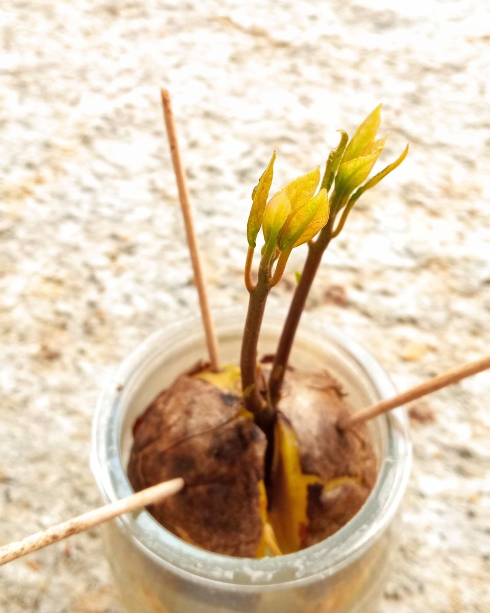 🥑 🌱Aguacate germinado 👏🏻👏🏻

Material necesario: tarro de cristal + 3 palillos + hueso de aguacate + agua + un poco de paciencia 🙃

¿Reutilizas los envases de cristal para germinar tus plantas?
