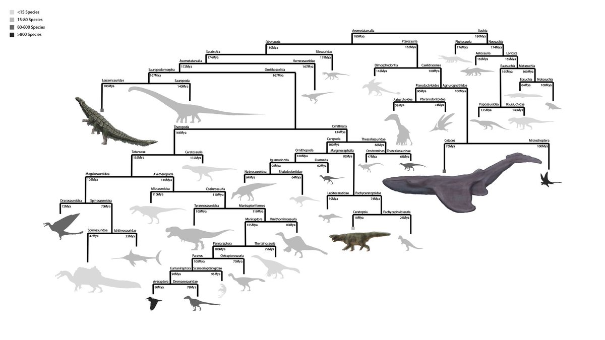 wally_217's tweet photo. Some taxonomy trees for my #specevo/#worldbuilding project. Need to draw more often. It's basically a parallel Earth where mammals and archosaurs evolved on seperate continents, except animals also have chlorophyll + phycoeurythrin as photosynthetic pigments and 3 sets of limbs https://t.co/oDgZxwKLdG