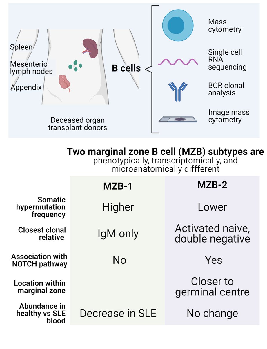 Jacqueline HY Siu tweet media