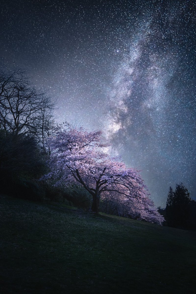 Who’s excited for Sakura season? 
I was thinking to myself, will I be ever able to create a better Sakura image than this one??? 
New challenge for this year maybe? 😆
This one was collected by <a href="/Cryptojuiced/">CryptoJuiced🧃</a>