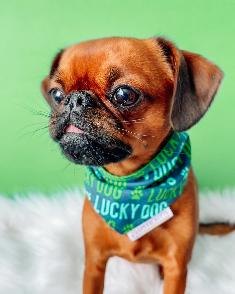 I totally forgot to post my #StPatricksDay pictures !! Here it is ! Hope you like it ♥️

#dogsoftwitter #DogsofTwittter #dogsofinstagram #doglovers