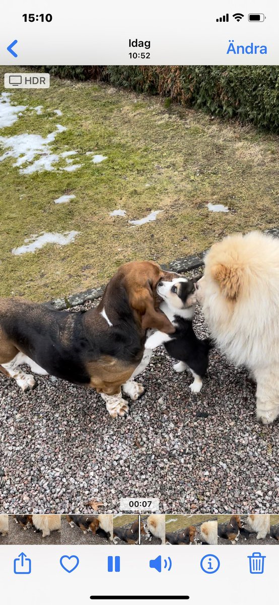 stromberglena's tweet photo. My love❤️Caesar and Tiberius friend 🥰 https://t.co/ax9paXKFVt