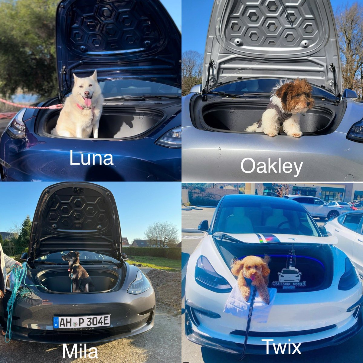 28delayslater's tweet photo. Let’s vote for the #frunkpuppyfriday pic of the week! 1,000,000 #floki tokens to the winner. Vote in the poll below https://t.co/VZeJRH46Ct