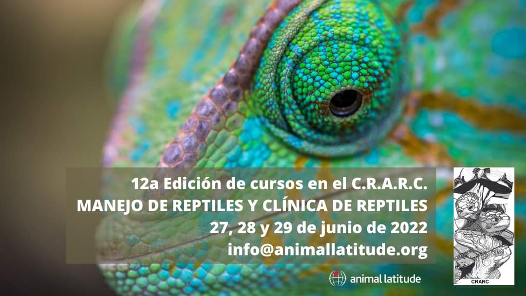animallatitude's tweet photo. 📢 Tornem al @CRARC_Masquefa ! 12a Edició dels cursos de maneig i clínica de rèptils! A càrrec de Quim Soler i Albert Martínez-Silvestre🐍🐢
Tota la informació, programa i procés d'inscripció a👉
https://t.co/SVHzot4Een
#formacio #fauna #reptil #maneig #clinicaveterinaria #crarc https://t.co/HYjTV1Q8Mo