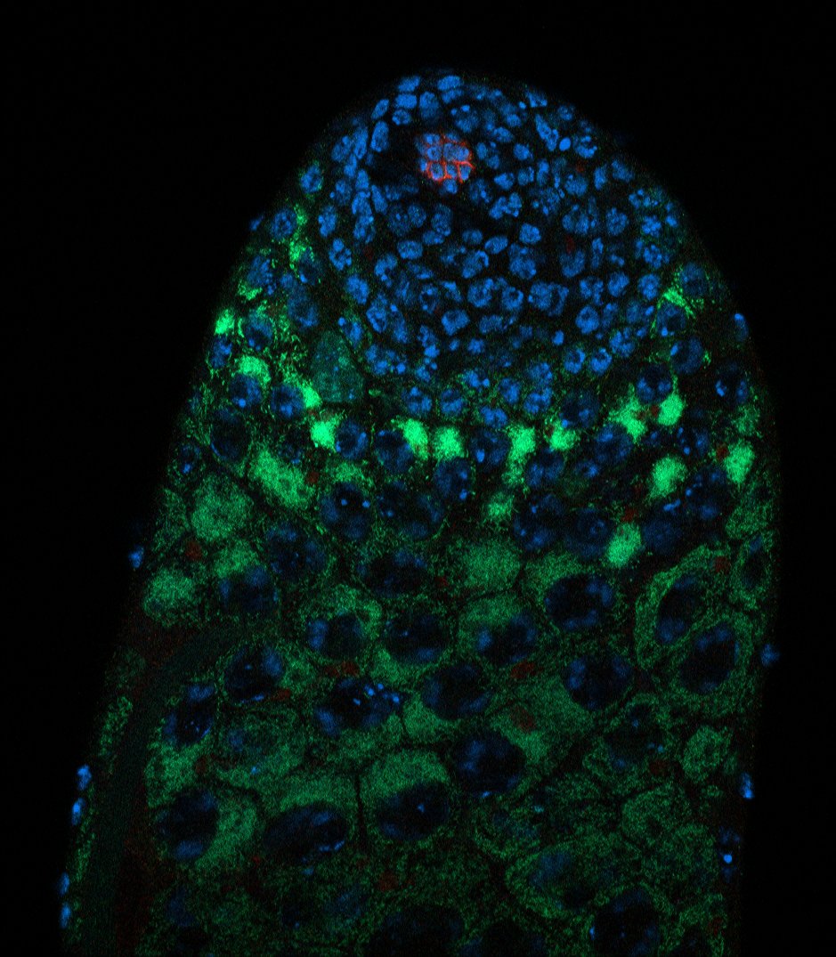 demarco_rafa's tweet photo. #FluorescenceFriday It always amazes me how dynamic &amp; complex mitochondria are! Image of a Drosophila testis with a mitoGFP expressed in differentiating spermatogonia&amp;spermatocytes. Drastic changes in those mitos as germ cells differentiates! In red, niche cells; in blue, nuclei. https://t.co/UHZpMe7gUH