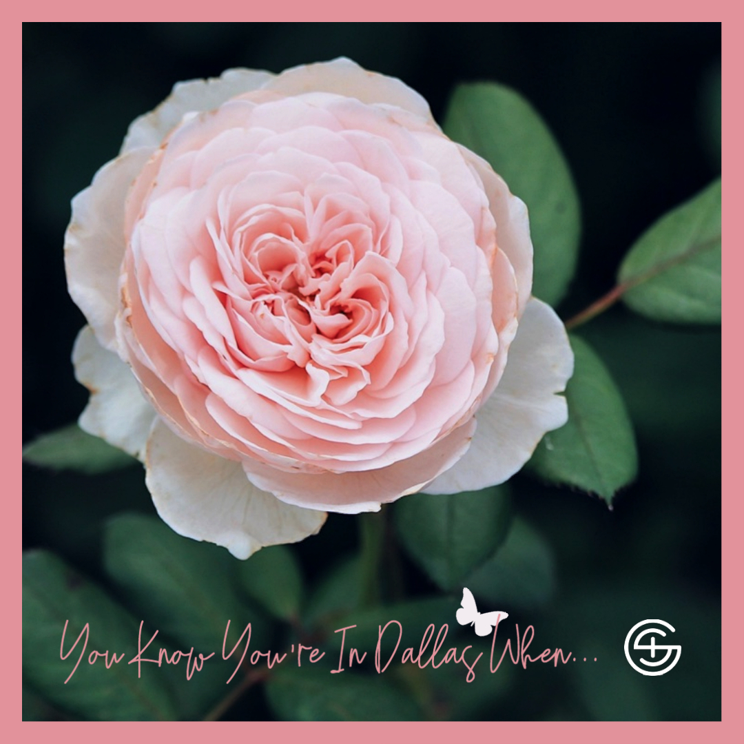 indigoskyegroup's tweet photo. You know you're in Dallas when...  everywhere you go this #weekend you see flowers and can feel Spring in the air!  Happy Spring everyone, have a great weekend!

#springequinox #firstdayofspring #indigoskyegroup #dallasspring #roses #compassdfw https://t.co/v9hiBtX7WM