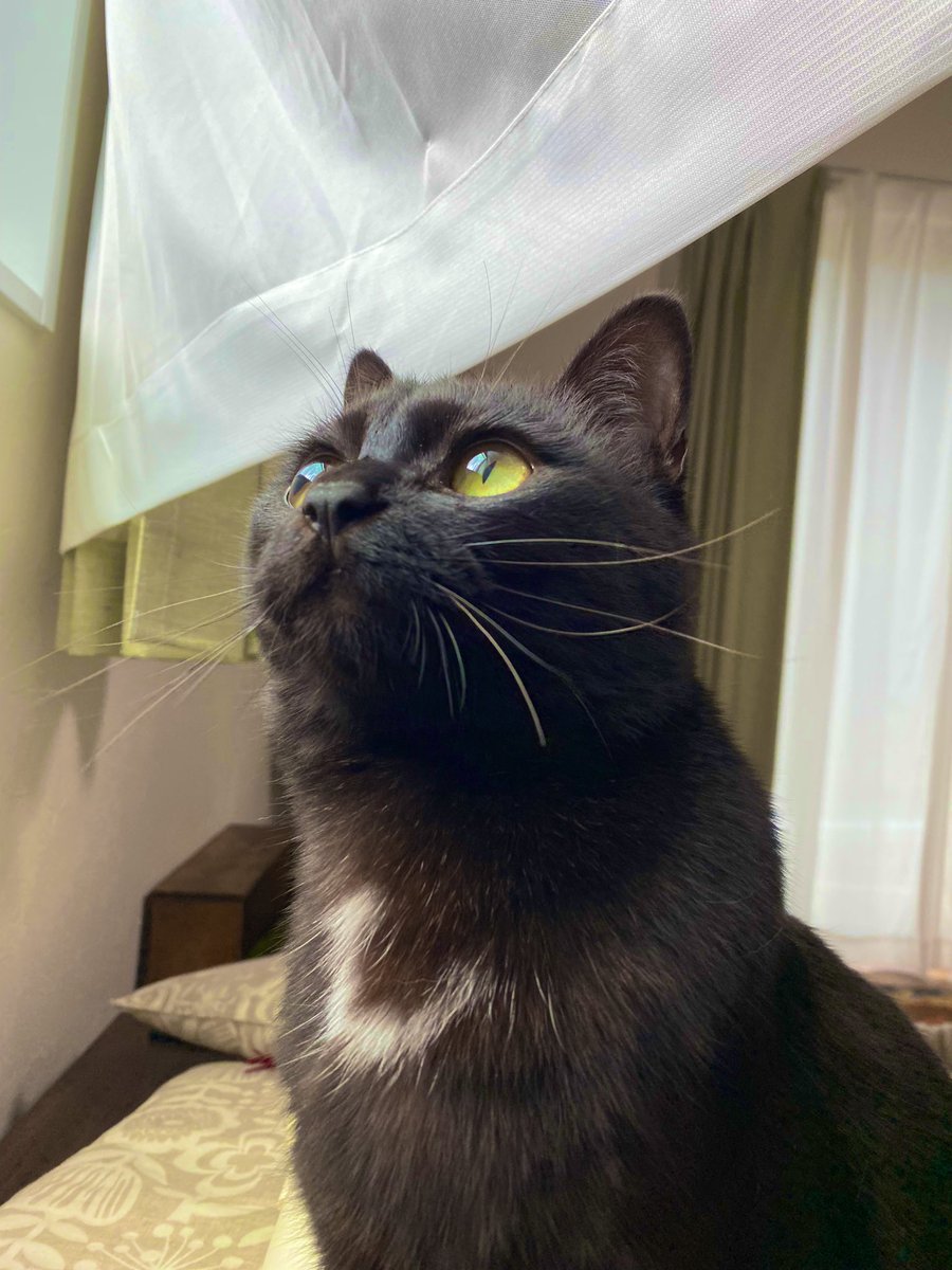 そんな動きするぅ 飼い主が台所に立つと条件反射で尻尾がプルプルする黒猫さんの漫画と実写 うちの子もやる Togetter