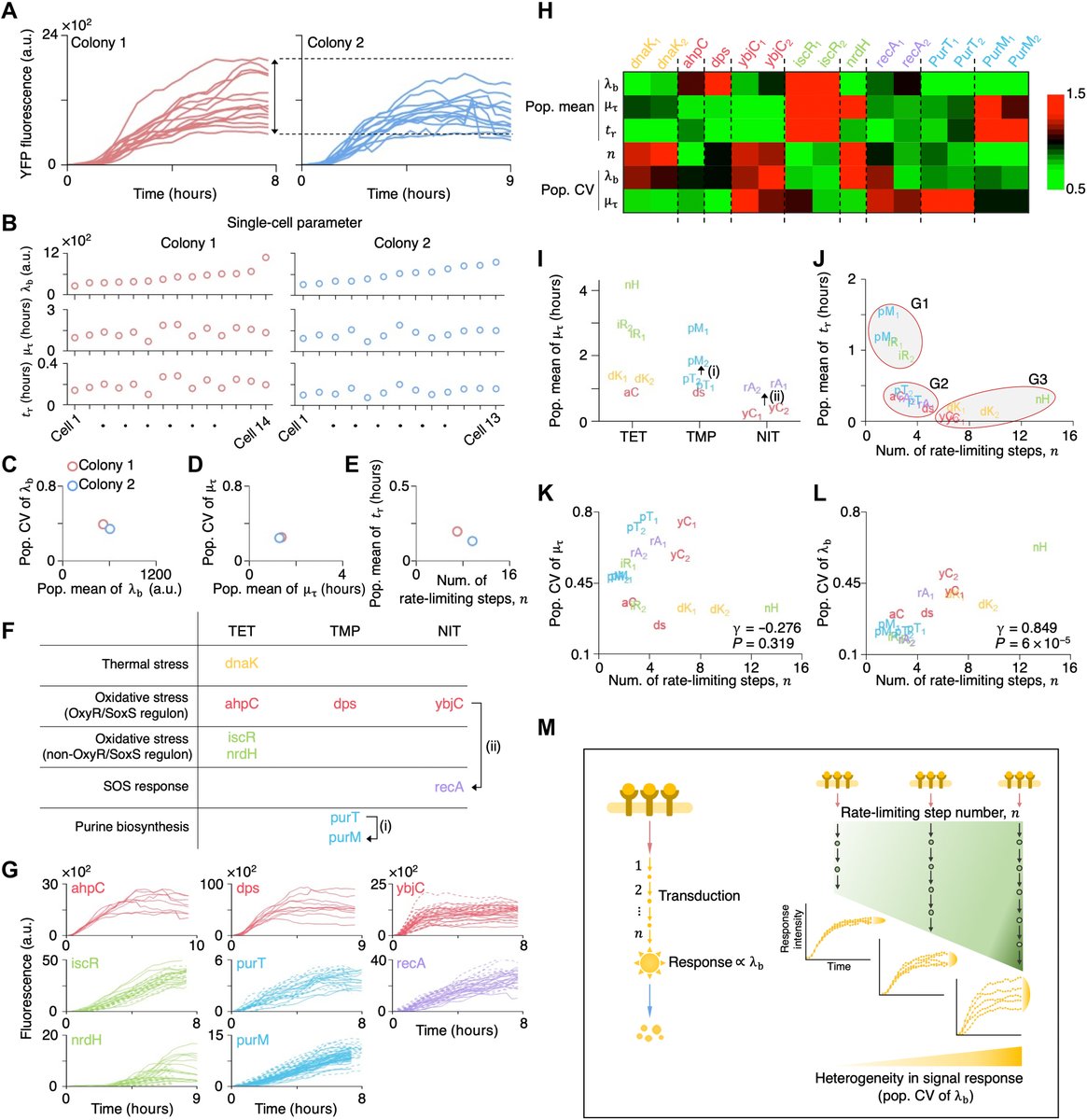 umichkim's tweet photo. We have identified a major source of cell-to-cell heterogeneity in response to external signal such as antibiotics. This can be used to develop an anti-cancer drug without the fractional killing of #cancer! #MathAnalysis #SystemsBiology #MathBiology
https://t.co/NUWKT0R2Xr https://t.co/RKl3Y0dFtV