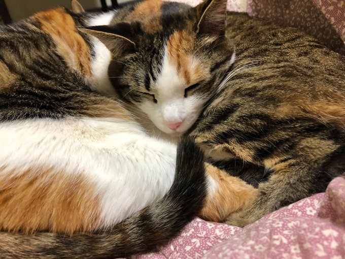 ログインボーナス 