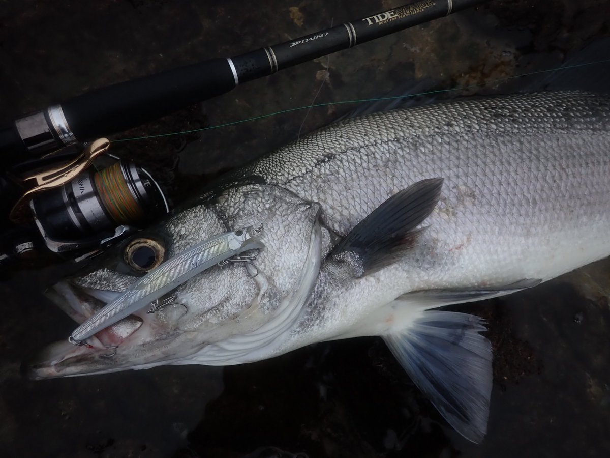 tabaz_'s tweet image. 85cm
波あり、微風、ベイト有りで最高の条件でした！！緊張した（笑）