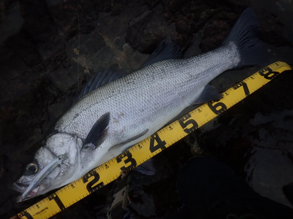 tabaz_'s tweet image. 85cm
波あり、微風、ベイト有りで最高の条件でした！！緊張した（笑）