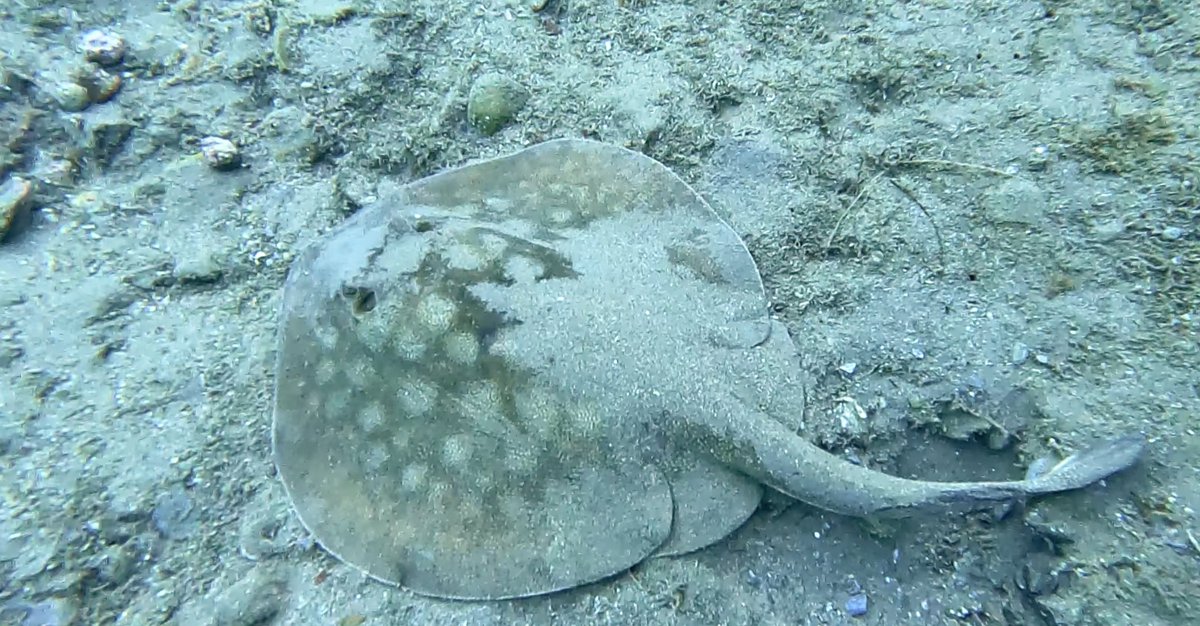 This Fish Friday we are talking about the round stingray! They are typically seen buried in the sand where they camouflage really well and feed on benthic invertebrates!🤓🐟🐠  #cimiscience #catalinaisland #chondrichthyes #roundstingray #marinescience #happyfriday #fishfriday