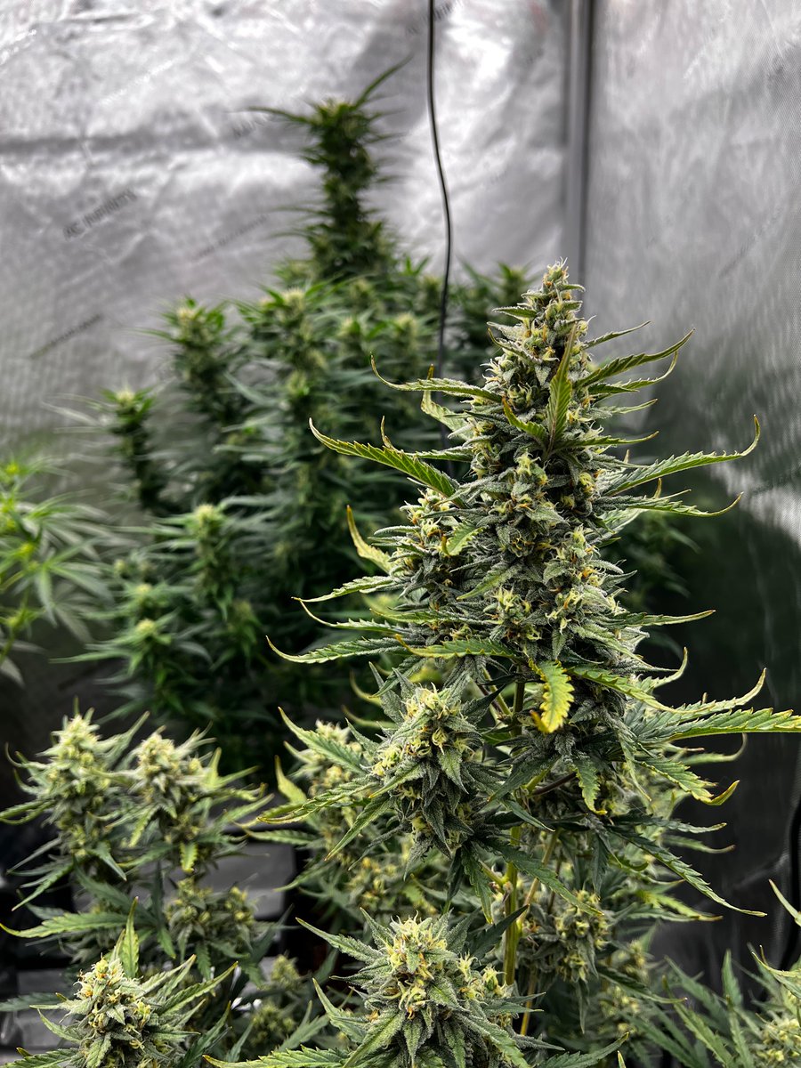 Some progress at the home grow. Both are autoflowers. Dark green is Amnesia Haze, close up is Green Crack. Coming along nicely! 61 days from seed