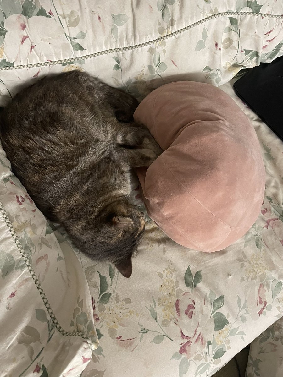 a few nights ago i was hanging out with muenster in the bedroom for a couple hours and when i came out jenny had fallen asleep hugging her best friend, the Lump https://t.co/DF6qXKLtaF