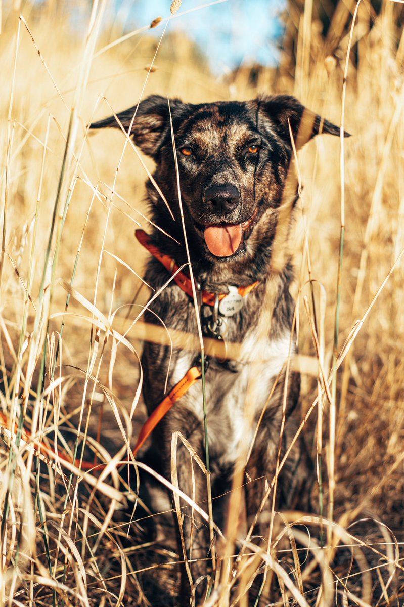 Thank god Twitter doesn’t crop photos like Instagram! New favourite photo of Comet 🤩💛🌾 #dogsoftwitter #twitterdogcommunity #dogphotography