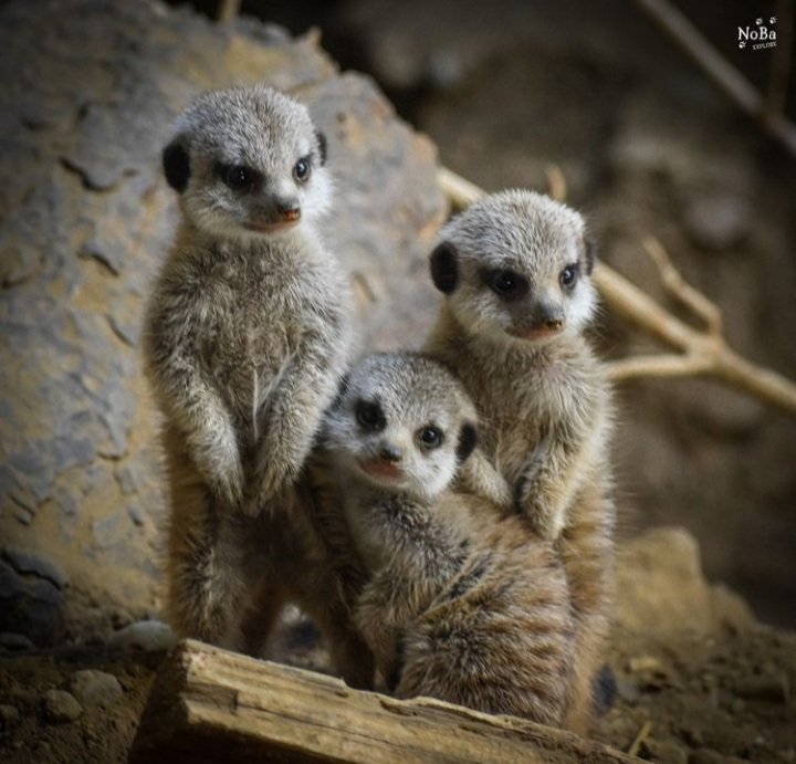 Meerkatphotography Twitter Search Twitter