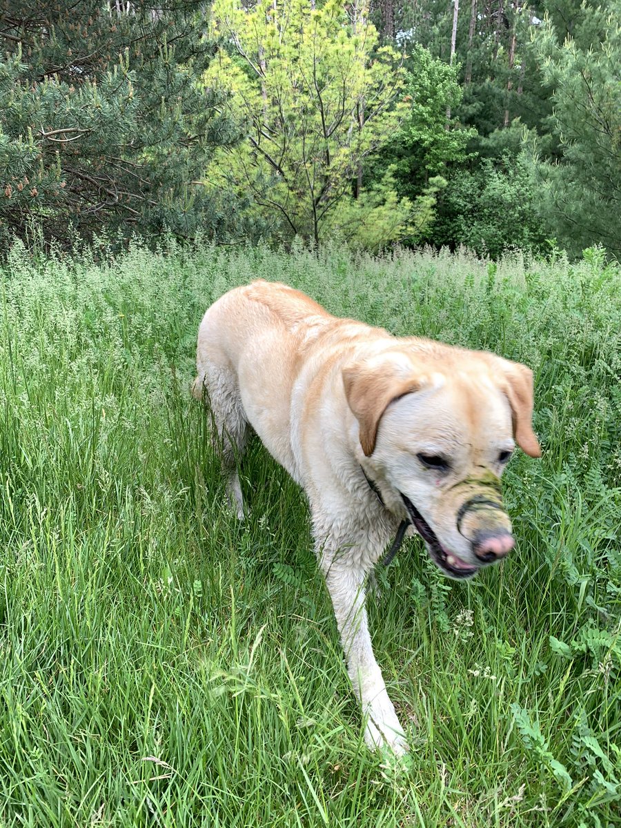 Mr Chronicle tweet media