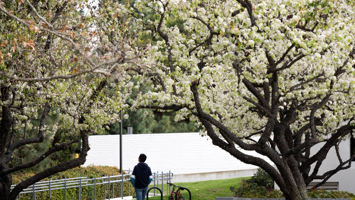 It's already looking like spring on campus, everything is blossoming! Happy spring break #GradEaters, see you soon for Spring Quarter!

📸: Steve Zylius

#UCIGradLife | #SpringBreak