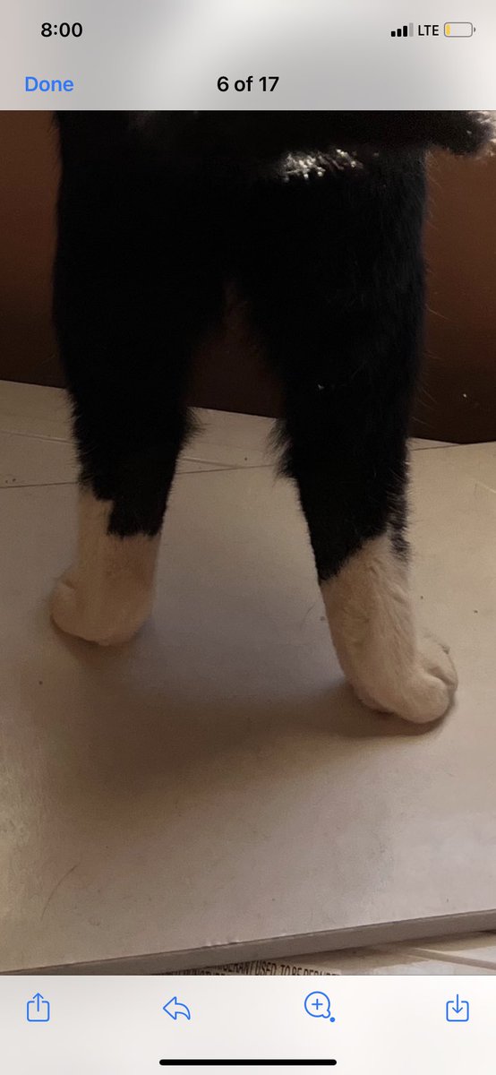 DBemkeWWMS's tweet photo. @PatZMiller My cats feet. She was looking out the window and enjoying a nice spring breeze. https://t.co/xhU7Vd4yb4