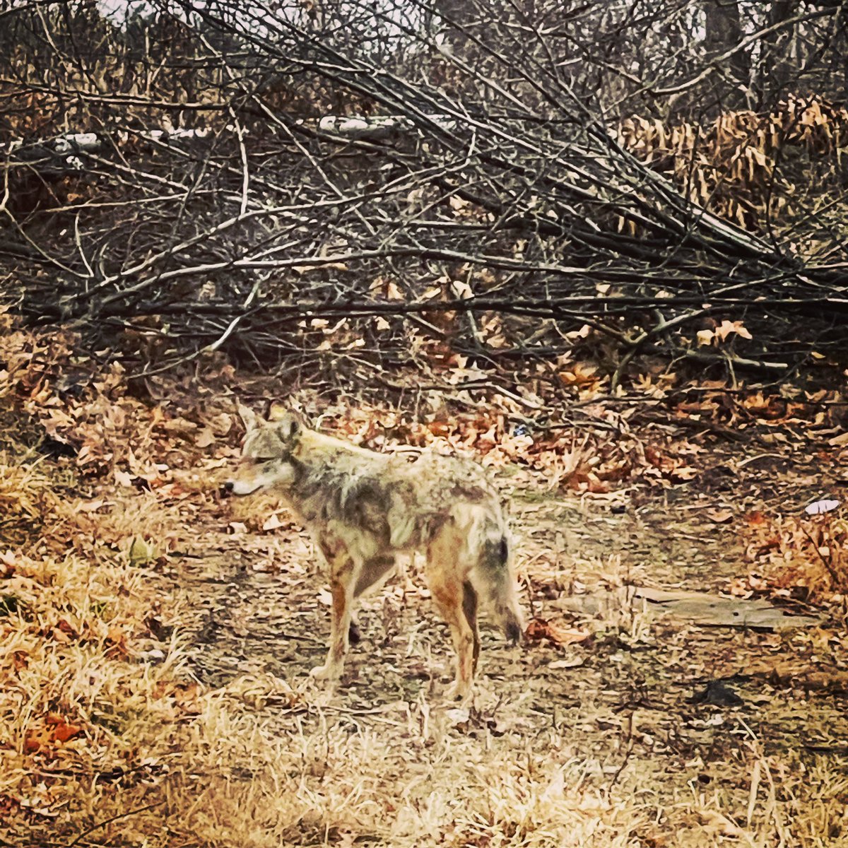 RealShellBell's tweet image. Coyote sighting in the Burg. Screamed with excitement.