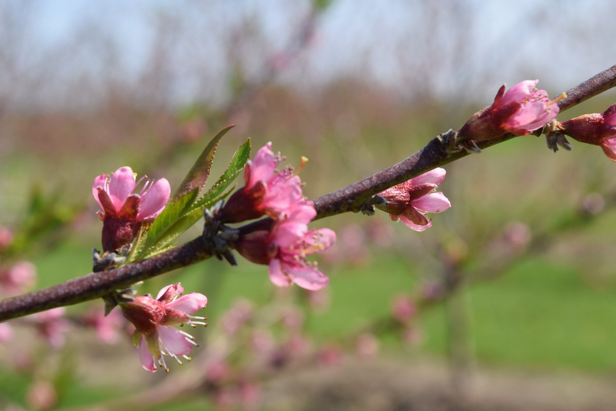 For those interested in the performance of Rootpac rootstocks for peaches grown in a northern climate, check out our latest study "Early performance of several Prunus interspecific hybrid rootstocks for Redhaven peach in southern Ontario" bit.ly/3u2TEDW