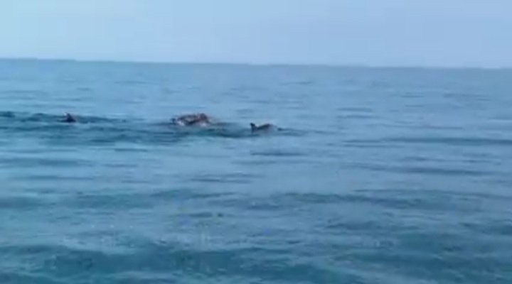 IndopalN's tweet photo. https://t.co/VaQljdeB1N
Video: An environmental group sets out to monitor the state of the seas in southern France

As the world turns to renewable energy in an effort to tackle climate change more and more offshore wind farms are being built in the ocean

https://t.co/asxArWdNtZ https://t.co/dNrlqRmOjB