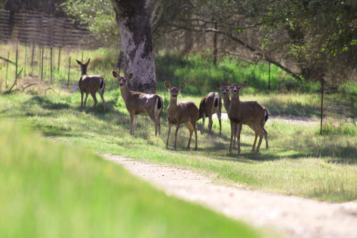 Making friends on the trails this morning! #eync