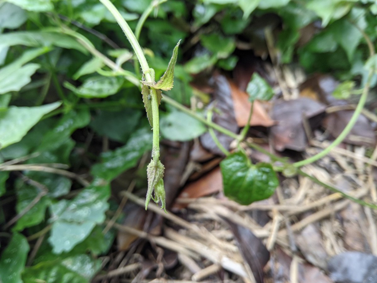 Nayem98's tweet image. #Redmi #Redminote4x