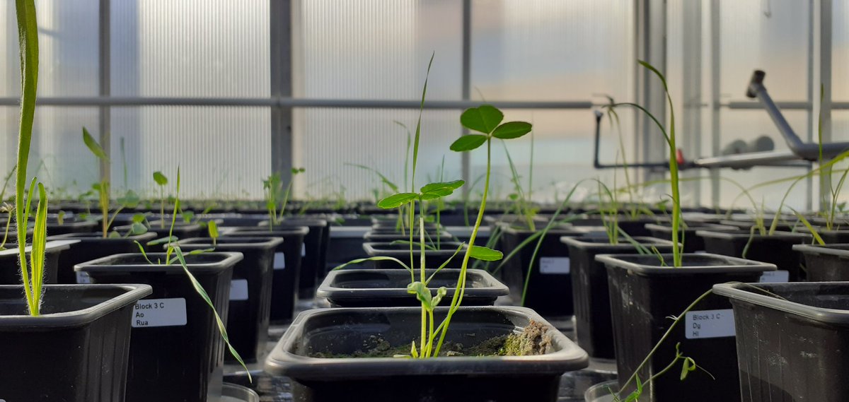 They're growing up so fast! 🥲
Soon, aboveground and belowground biomass of 12 different grassland species are harvested to investigate #drought legacy effects on #plantsoilfeedback.