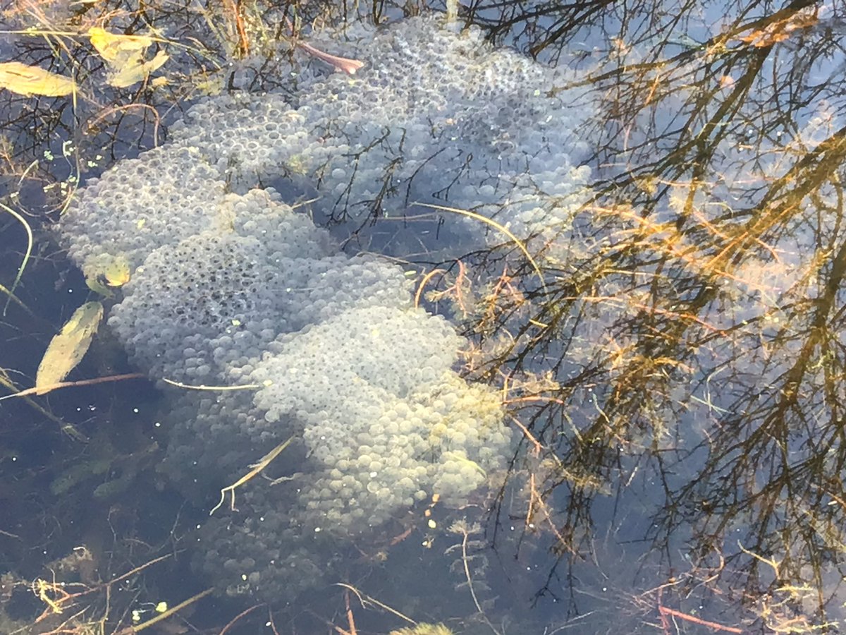 MapleEHPS's tweet photo. We went to the pond today and thought about when Wick went with the hobs #harklights @timbertilley https://t.co/PThVk3YIdg