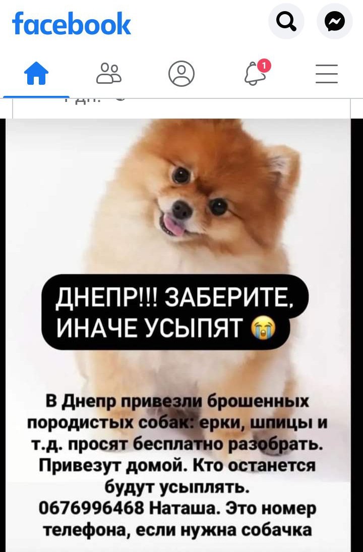 myLoveLeeKnow's tweet photo. Распространите пожалуйста 🙏
Не дайте животным погибнуть они совсем беззащитны😔 https://t.co/GHFs7EdW7v
