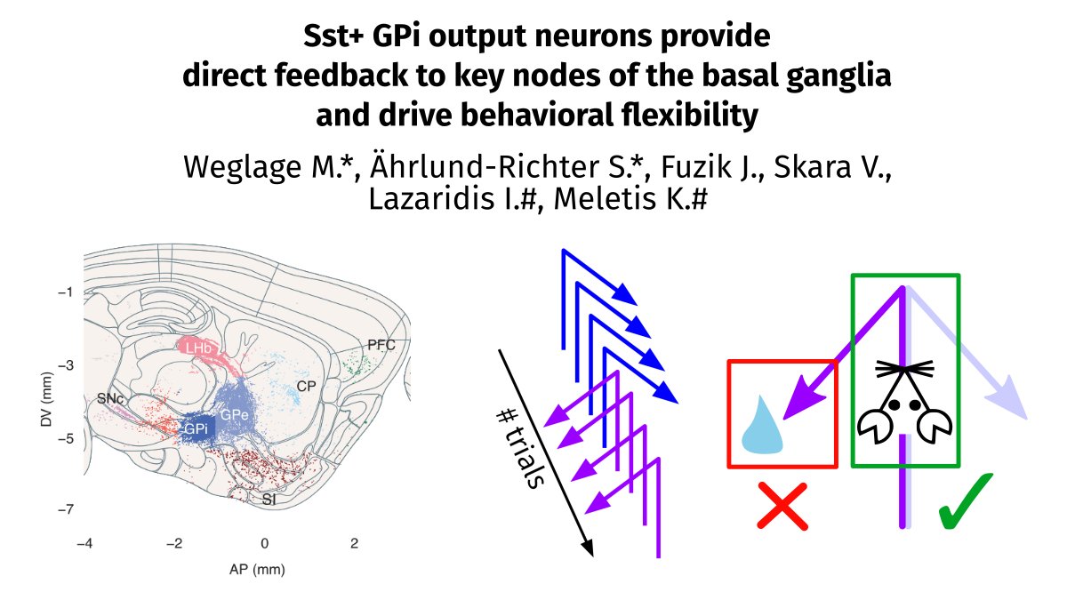In our new preprint, we show that Sst+ GPi is more anatomically complex than previously described, and that its role in behavioral flexibility is in action execution, not outcome evaluation. w/ <a href="/sahrlund/">Sofie Ährlund</a> <a href="/SkaraVasiliki/">Vasiliki Skara</a> <a href="/fuzikjanos/">Fuzik Janos</a> <a href="/iaklaz/">Iakovos Lazaridis</a> @meletislab biorxiv.org/content/10.110… 1/8